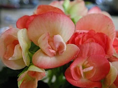 begonia13 (7)